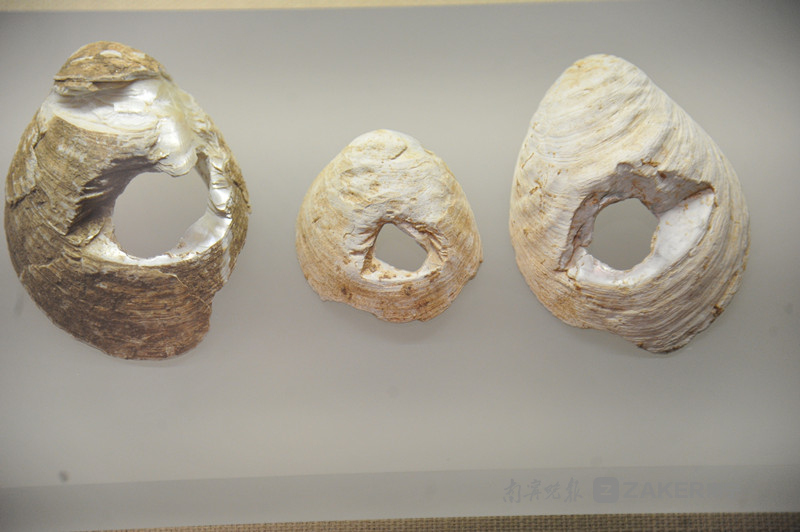 到南宁园博园看顶蛳山遗址 探索古老文化