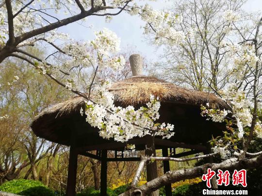 五龙潭风景区内的茅草建筑物,在春花烂漫中别有一番韵味。 孙婷婷 摄