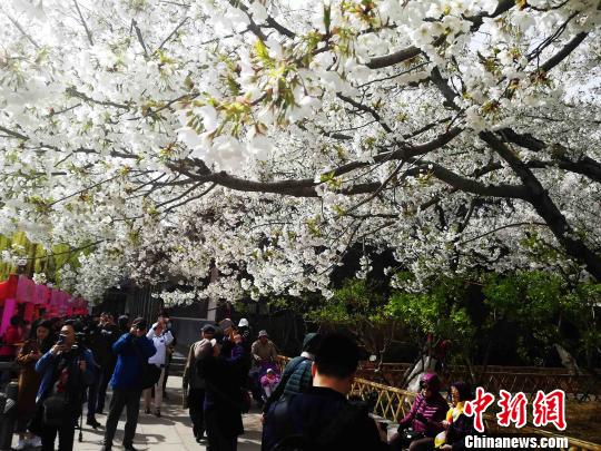 “若待上林花似锦,出门俱是看花人。”百余株早樱品种进入盛花期,众多市民前来观赏。 孙婷婷 摄