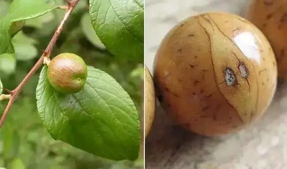 各种不同心皮数量的金刚菩提(左下)以及金刚菩提的横剖面(右下) 凤眼菩提 前面说的菩提子不管贵贱