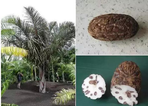 各种不同心皮数量的金刚菩提(左下)以及金刚菩提的横剖面(右下) 凤眼菩提 前面说的菩提子不管贵贱