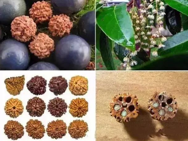 各种不同心皮数量的金刚菩提(左下)以及金刚菩提的横剖面(右下) 凤眼菩提 前面说的菩提子不管贵贱