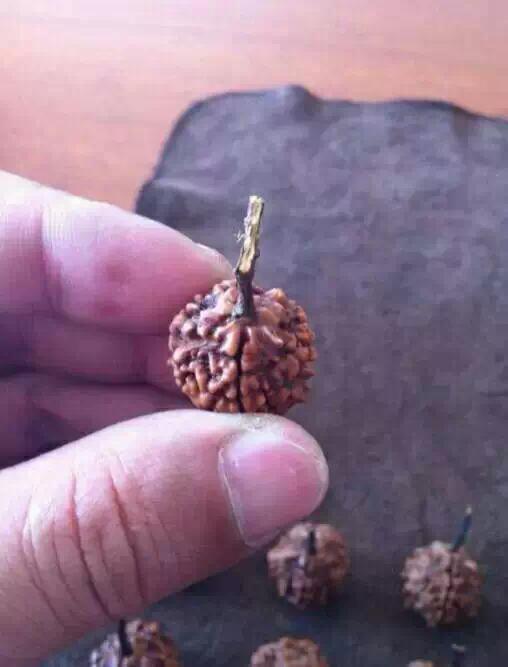 金刚菩提造假,那些不得不说的事儿