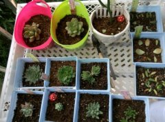 ˼������ڻ� �������������