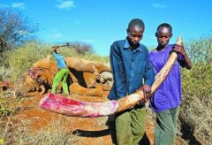 ����������������ҪȾָ