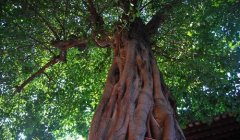 ���ʿ���ԭ�����븯Ҷ��