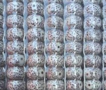 Ҳ�·���һ�����к�ĥ��