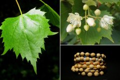 ���������Ӳ�Ĺ��ʽṹ�������ڹ�Ƥ