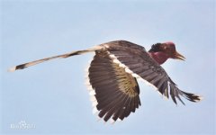 �Ͼ������ƻ��ش���Ұ��������Ʒ��