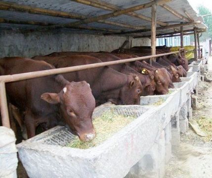 或者卖给当地贩卖肉牛的